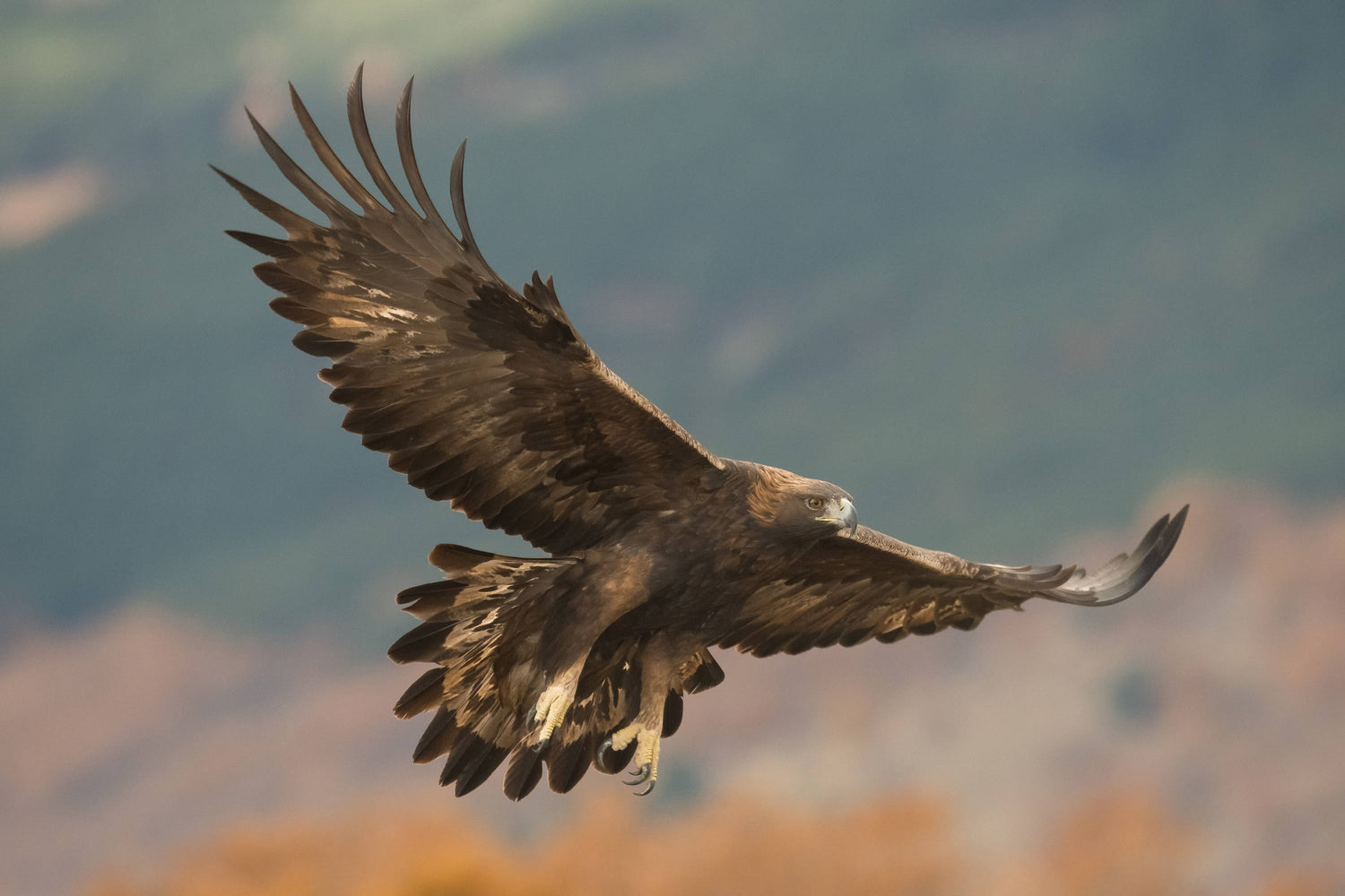 Aquila Reale, Dolomiti Emotions